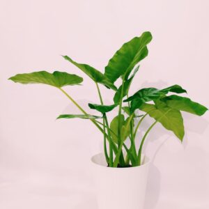 www.viverofiore.com.ar wsp 2215790666