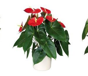 www.viverofiore.com.ar wsp 2215790666