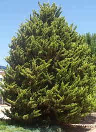 www.viverofiore.com.ar wsp 2215790666