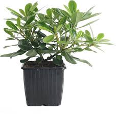 www.viverofiore.com.ar wsp 2215790666
