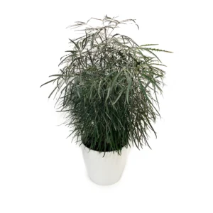 www.viverofiore.com.ar wsp 2215790666