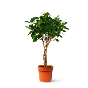 www.viverofiore.com.ar wsp 2215790666