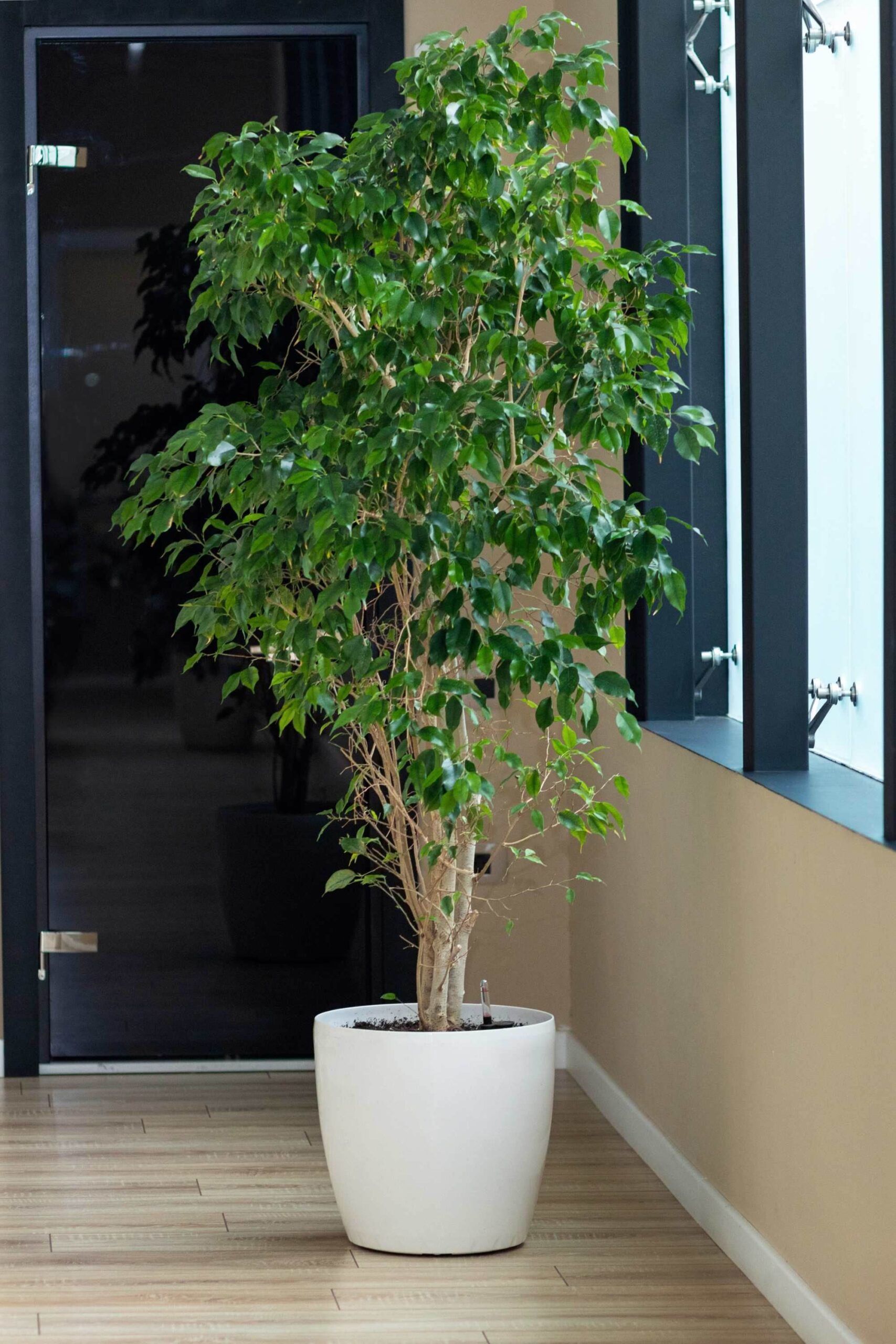 www.viverofiore.com.ar wsp 2215790666