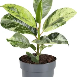 www.viverofiore.com.ar wsp 2215790666