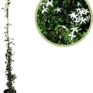 www.viverofiore.com.ar wsp 2215790666