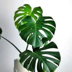 Monstera deliciosa, Costilla de Adan.