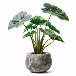 www.viverofiore.com.ar wsp 2215790666
