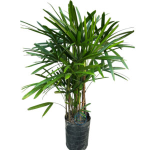www.viverofiore.com.ar wsp 2215790666