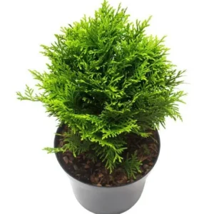 www.viverofiore.com.ar wsp 2215790666