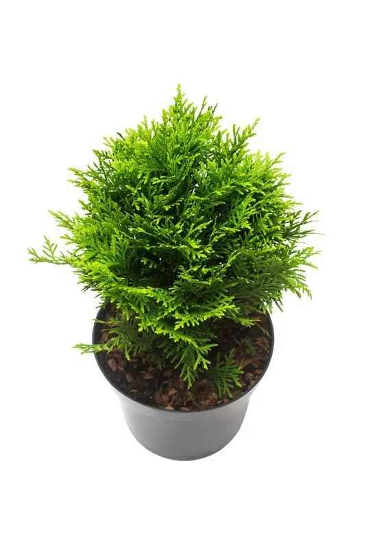 www.viverofiore.com.ar wsp 2215790666