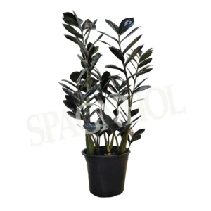 www.viverofiore.com.ar wsp 2215790666