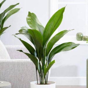 www.viverofiore.com.ar wsp 2215790666