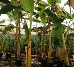 www.viverofiore.com.ar wsp 2215790666