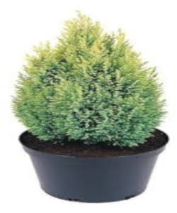 www.viverofiore.com.ar wsp 2215790666