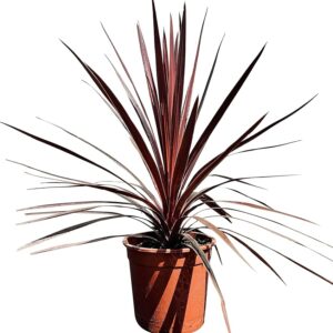 www.viverofiore.com.ar dracena australis