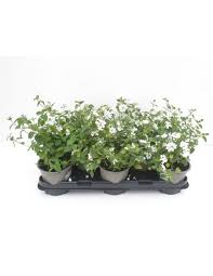 www.viverofiore.com.ar wsp 2215790666