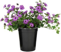 www.viverofiore.com.ar wsp 2215790666