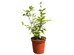 www.viverofiore.com.ar wsp 2215790666