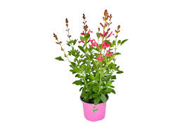 www.viverofiore.com.ar wsp 2215790666