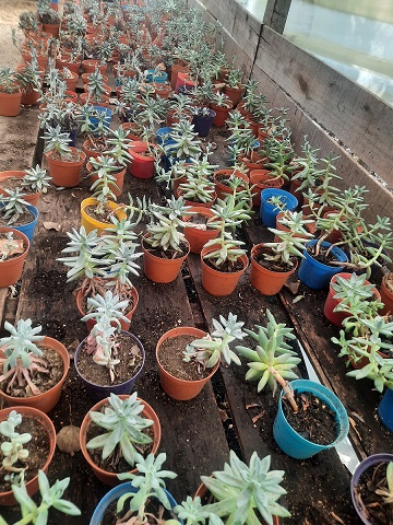 www.viverofiore.com.ar wsp 2215790666