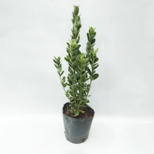 www.viverofiore.com.ar wsp 2215790666