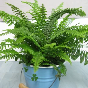 www.viverofiore.com.ar wsp 2215790666