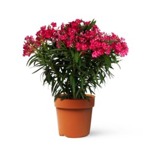 www.viverofiore.com.ar wsp 2215790666