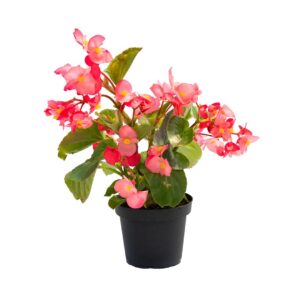 www.viverofiore.com.ar wsp 2215790666