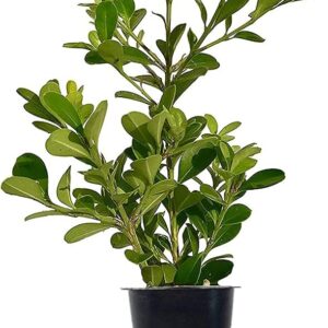 www.viverofiore.com.ar wsp 2215790666
