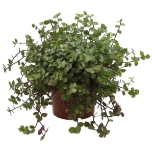 www.viverofiore.com.ar wsp 2215790666