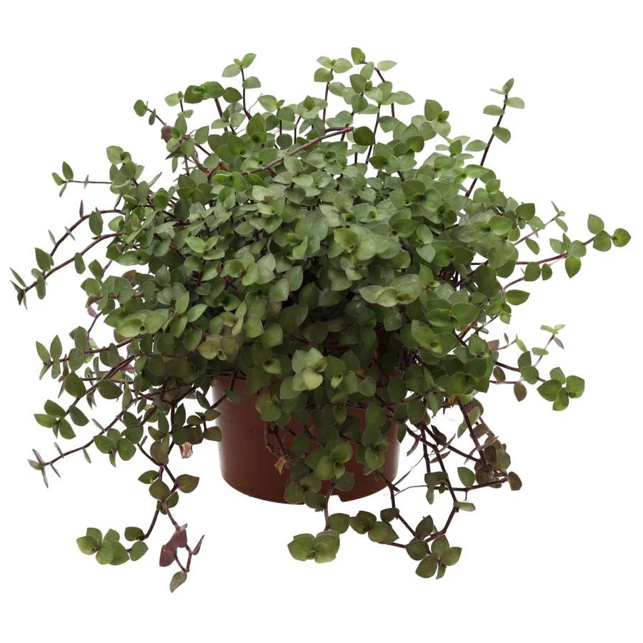 www.viverofiore.com.ar wsp 2215790666