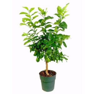 www.viverofiore.com.ar wsp 2215790666