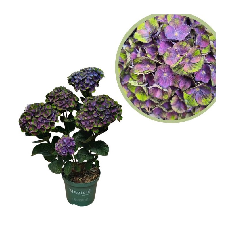 www.viverofiore.com.ar wsp 2215790666