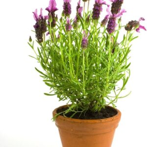 www.viverofiore.com.ar wsp 2215790666
