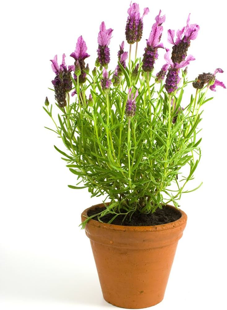 www.viverofiore.com.ar wsp 2215790666