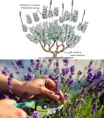 www.viverofiore.com.ar wsp 2215790666
