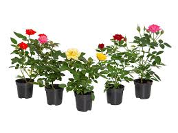 www.viverofiore.com.ar wsp 2215790666