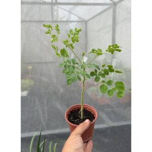 Moringa Oleifera, Arbol de la Vida