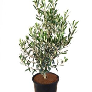 www.viverofiore.com.ar wsp 2215790666