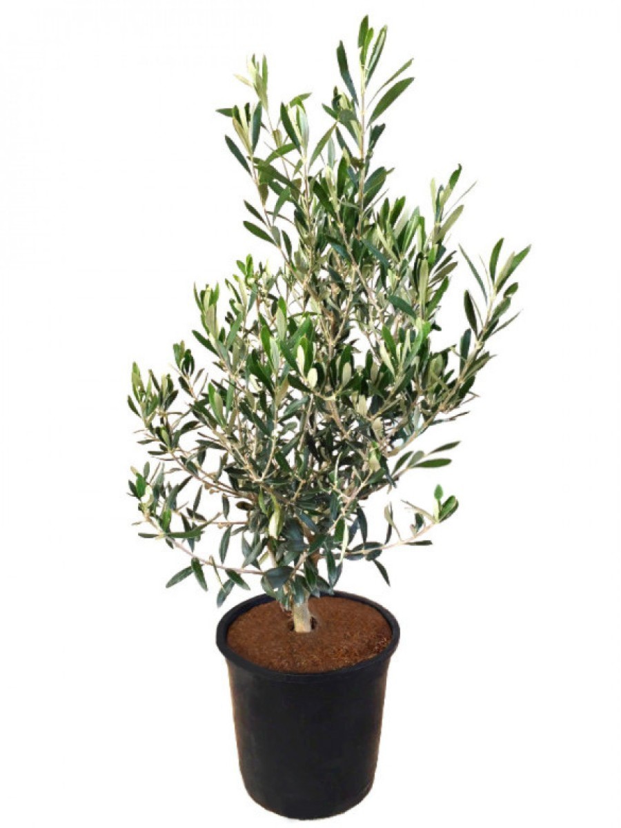 www.viverofiore.com.ar wsp 2215790666