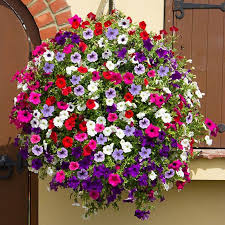 www.viverofiore.com.ar wsp 2215790666