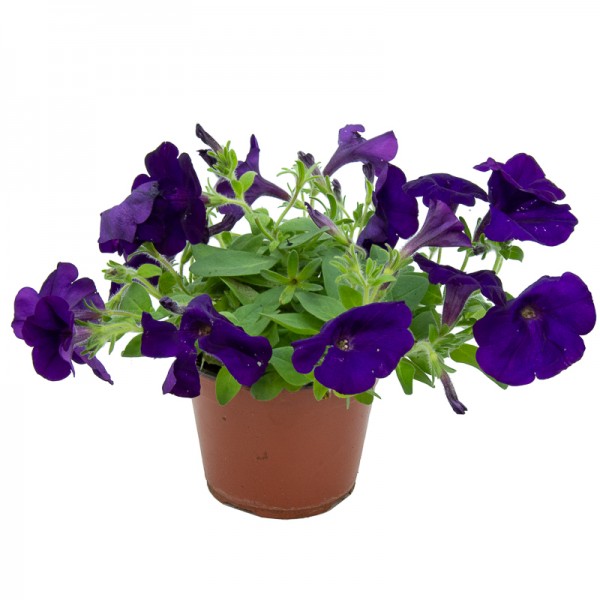 www.viverofiore.com.ar wsp 2215790666