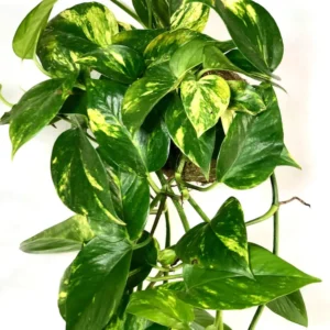 Potus, Epipremnum Aureum.