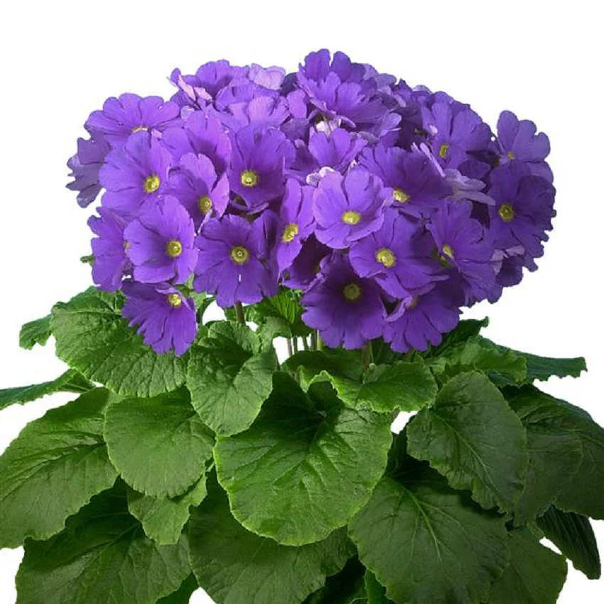www.viverofiore.com.ar wsp 2215790666