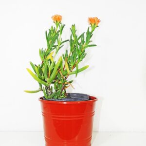 www.viverofiore.com.ar wsp 2215790666