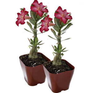 www.viverofiore.com.ar wsp 2215790666