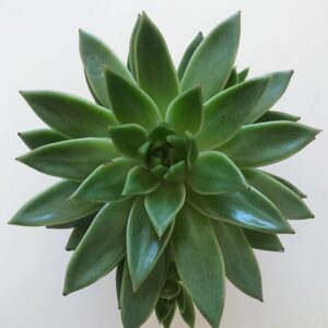 www.viverofiore.com.ar wsp 2215790666