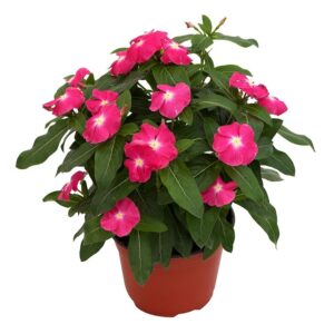 www.viverofiore.com.ar wsp 2215790666