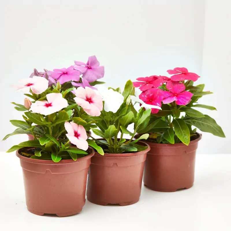 www.viverofiore.com.ar wsp 2215790666