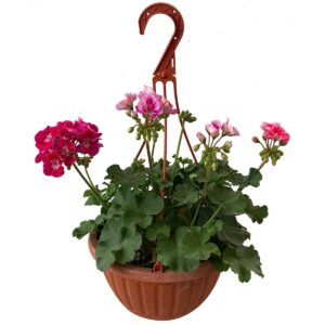 www.viverofiore.com.ar wsp 2215790666